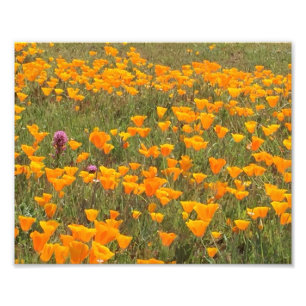 Foto Campo da papoila de Califórnia