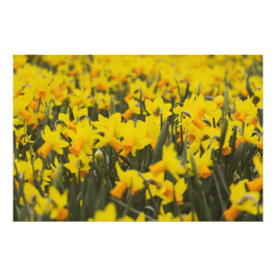 Foto Campo Daffodil