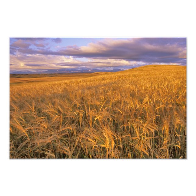 Foto Campo de cevada madura ao longo das Rochosas (Frente)