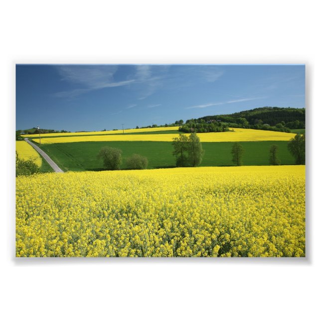 Foto Campo de colza perto de Bavenhausen, Alemanha (Frente)
