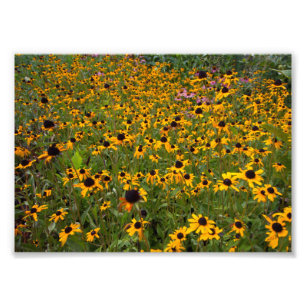 Foto Campo de flores Brown-eyed de Susan