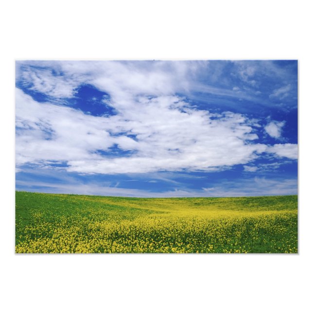 Foto Campo de flores canola ou mostarda, Palouse (Frente)