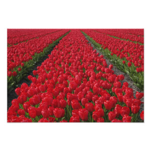 Foto Campo de flores de tulipas, Países Baixos, Holanda