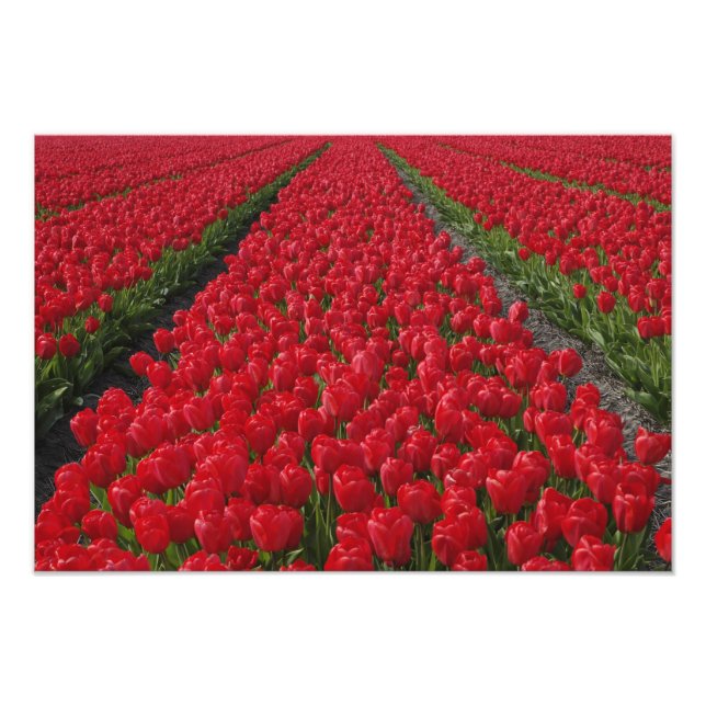 Foto Campo de flores de tulipas, Países Baixos, Holanda (Frente)