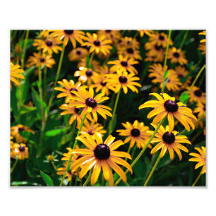 Foto Campo de flores Susan de olhos negros