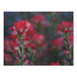 Foto Campo de flores vermelhas