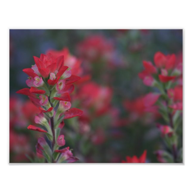 Foto Campo de flores vermelhas (Frente)