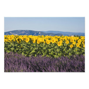 Foto Campo de girassóis e flores de lavanda,