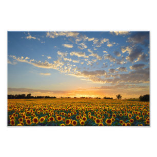 Foto Campo de girassol no Sunset, 12x8