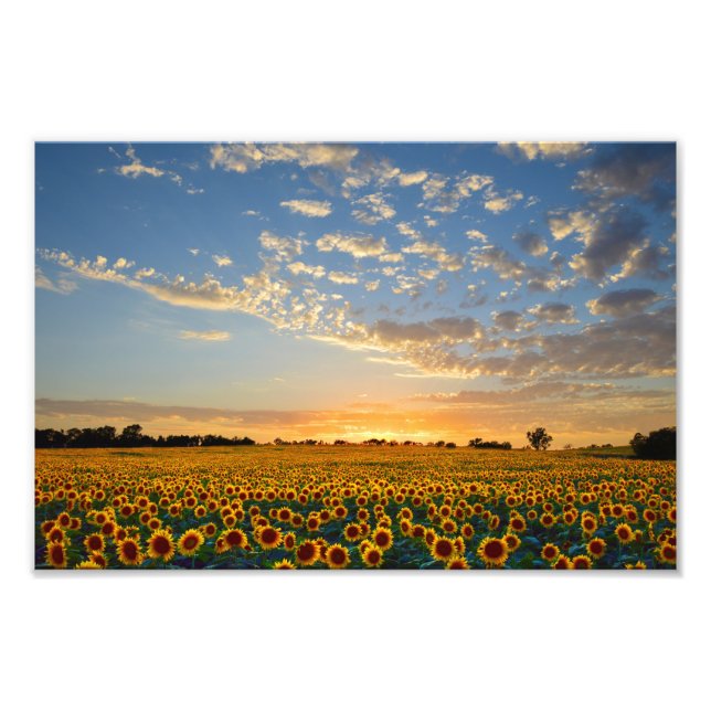 Foto Campo de girassol no Sunset, 12x8 (Frente)