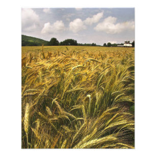Foto Campo de grão