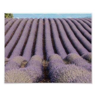 Foto Campo de lavanda na Provença