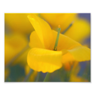 Foto Campo de papoila florescente