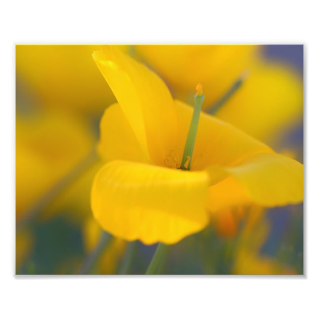 Foto Campo de papoila florescente (Frente)