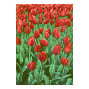 Foto Campo de tulipas floresce na primavera.