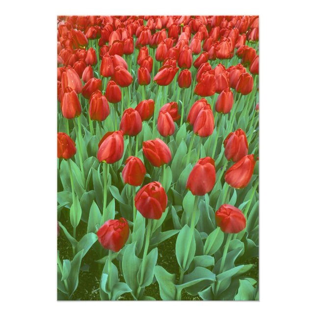 Foto Campo de tulipas floresce na primavera. (Frente)