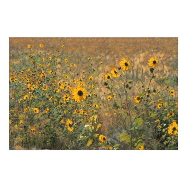 Foto Campo ensolarado com pequenos girassóis no impress (Frente)