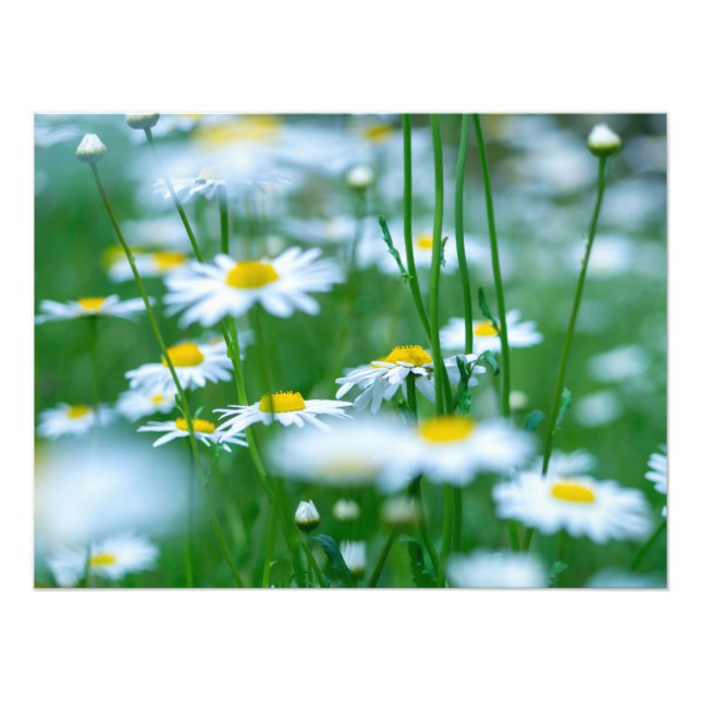 Foto Campo Flor (Frente)