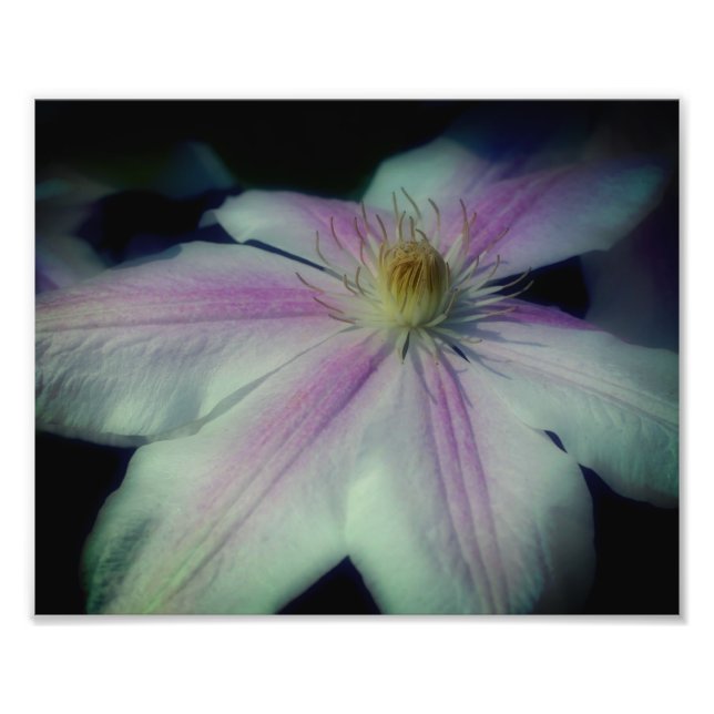 Foto Campos de Flor Clematis para Cima Próximo 8x10 (Frente)