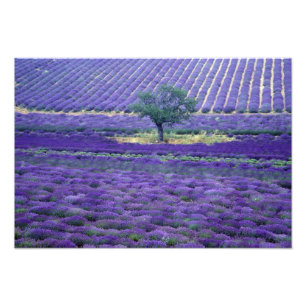 Foto campos de Lavanda, Vence, Provence, França