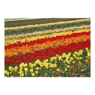 Foto Campos de Tulipa, perto de Tapanui, West Otago, Su