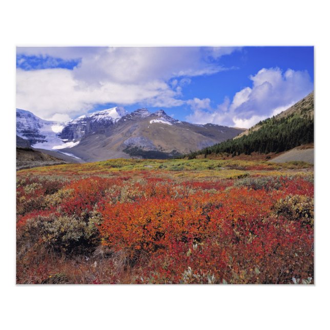 Foto Canadá, Alberta, Banff NP. Mirtilos em flor (Frente)