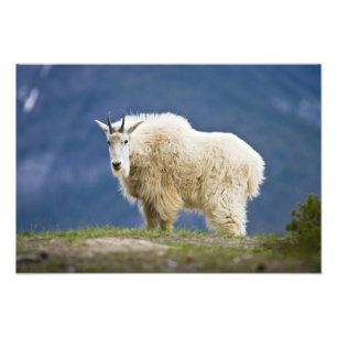 Foto Canadá, Alberta, Jasper National Park