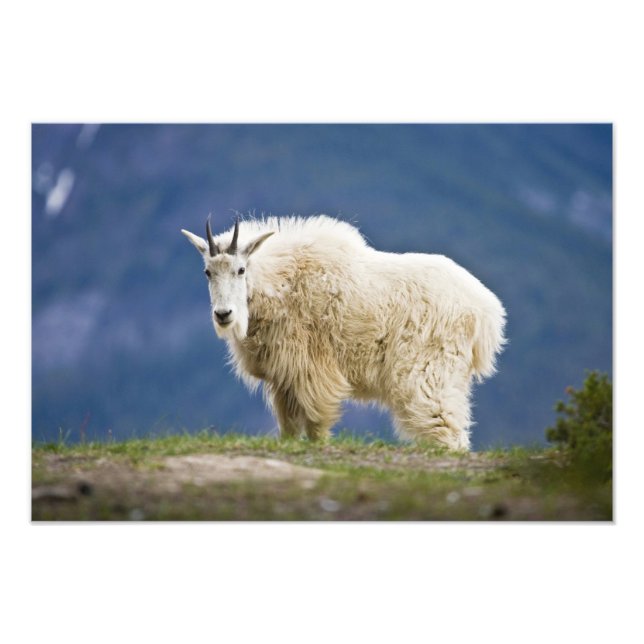 Foto Canadá, Alberta, Jasper National Park (Frente)