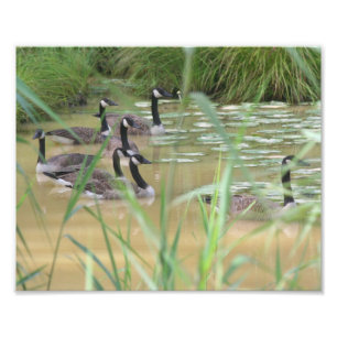 Foto Canadá Geese Secluded Marsh 10x8 Nature Impressã