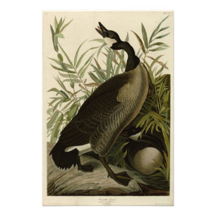Foto Canadá Goose from Audubon's Birds of America