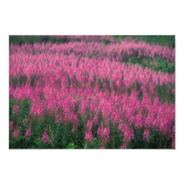 Foto Canadá, Quebec, Gaspe. Flores Roxas de Lythrum, (Frente)