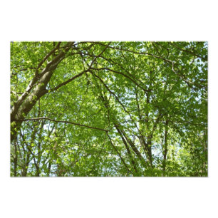 Foto Canopia de Primavera deixa cena ecológica