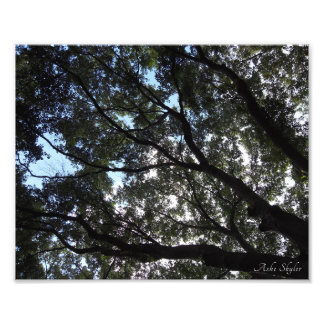 Foto Canopy