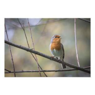 Foto Cantando Robin Nature Photo