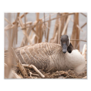 Foto Cantinho de Gansos Canadense
