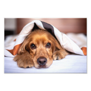 Foto Cão de Cocker Spaniel Inglês