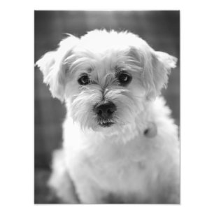 Foto Cão de filhote de cachorro branco - bom dia!
