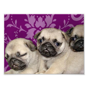 Foto Cão de filhotes de cachorro do Pug