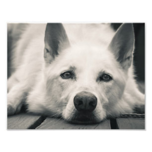 Foto Cão de pastor branco na plataforma