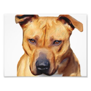 Foto Cão de Pitbull