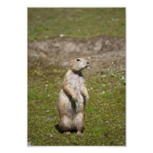 Foto Cão-de-pradaria-de-cauda-preta
