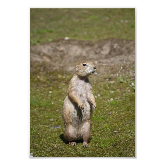 Foto Cão-de-pradaria-de-cauda-preta (Frente)