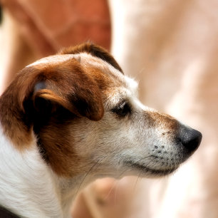 FOTO CÃO DE RUSSELL TERRIER DO JAQUE