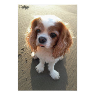 Foto Cão descuidado bonito do Spaniel de rei Charles n