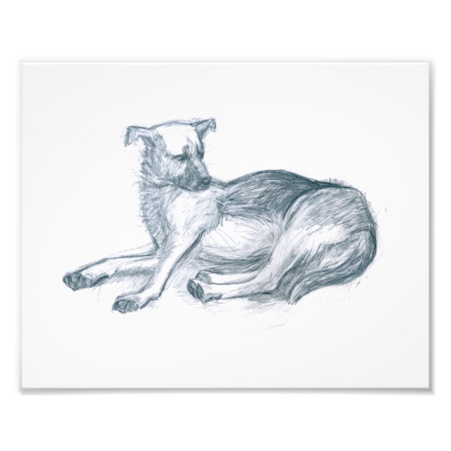 Foto Cão. desenho do lápis. (Frente)
