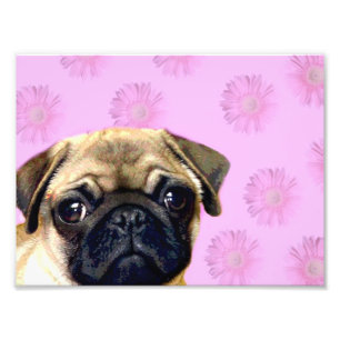 Foto Cão do Pug