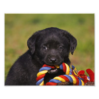 cão preto Labrador Retriever filhote poster de