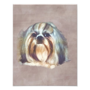 Foto Cão rajado e branco de Shih Tzu