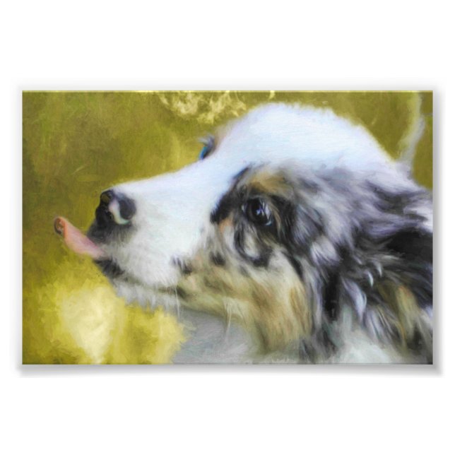 Foto Cãozinho Shepherd Australiano Blue Merle 2 (Frente)