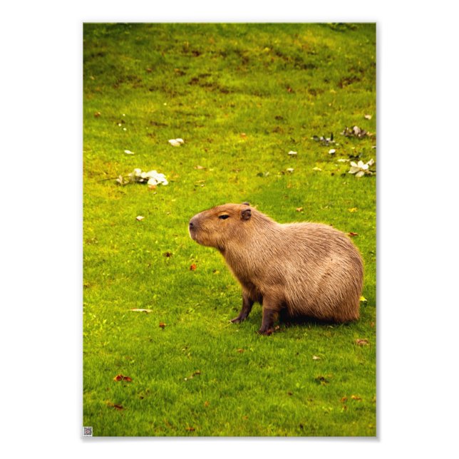 Foto Capivara (Frente)